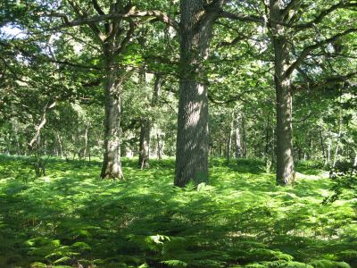 Forêt de Rambouillet